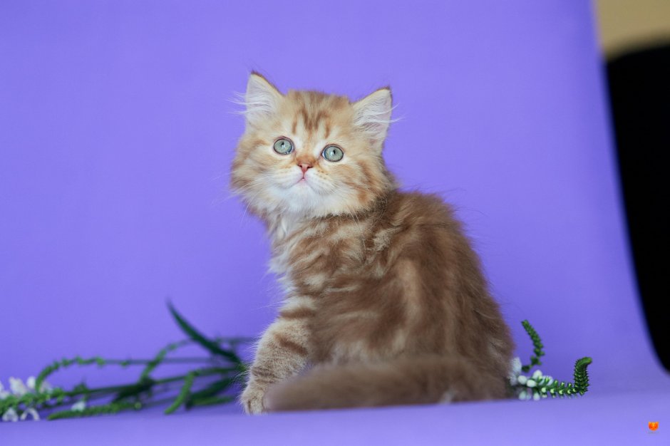 Котенок шотландский хайленд страйт циннамон