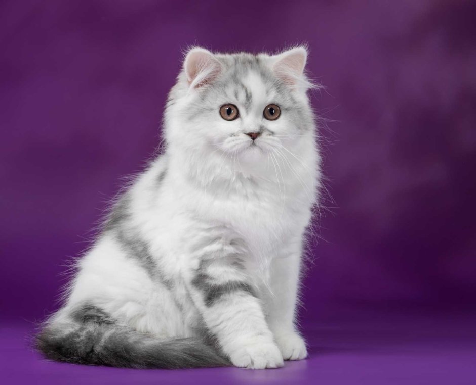 Шотландская кошка хайленд страйт
