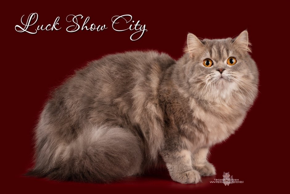 Luck show City питомник отзывы