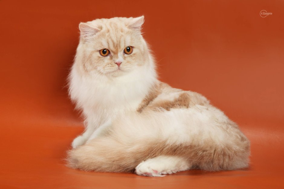 Шотландская кошка хайленд страйт