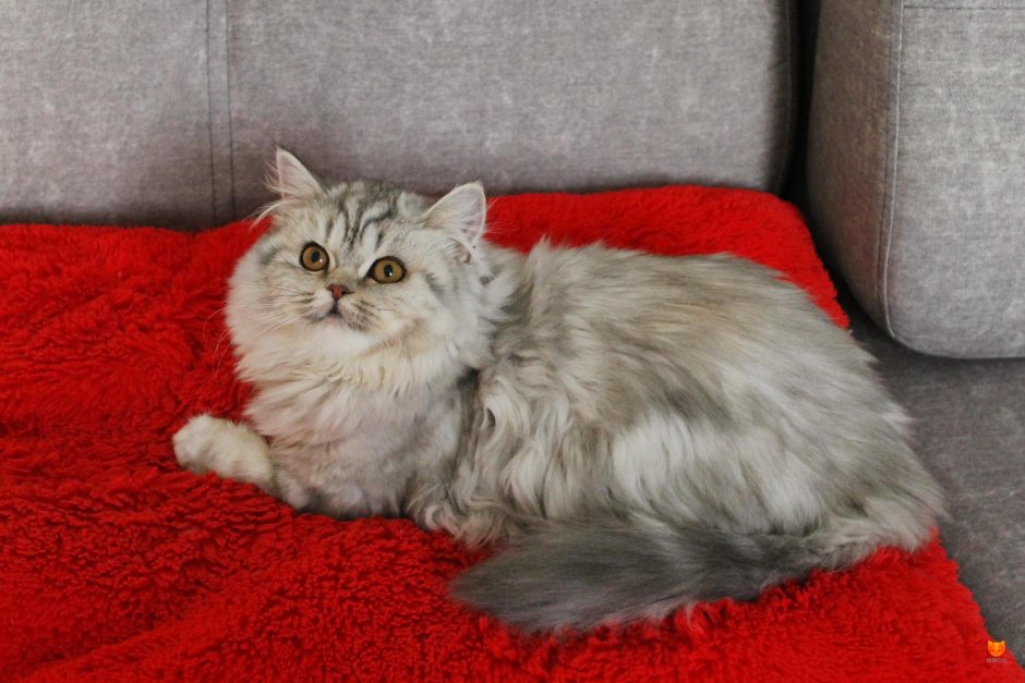 Шотландская кошка прямоухая длинношерстная