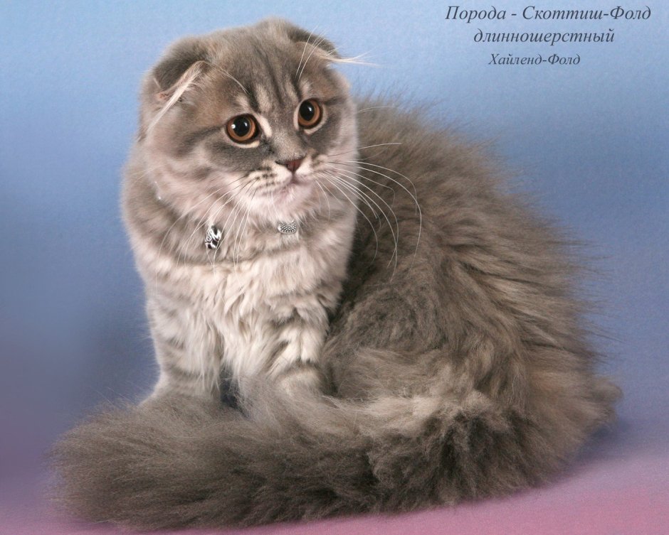 Шотландская вислоухая длинношерстная скоттиш