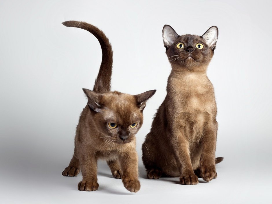 Бурманская кошка котята рыжие