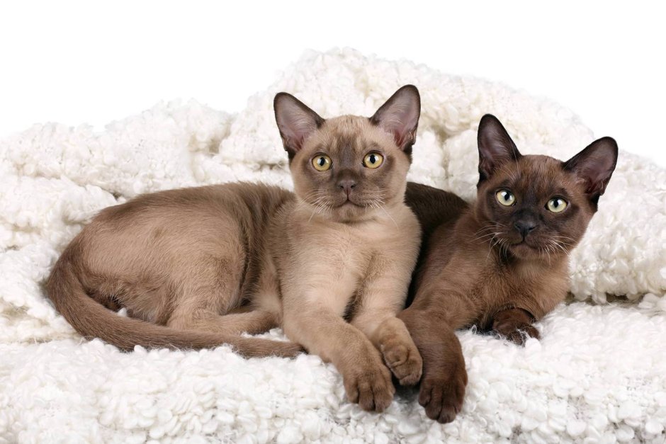 Европейская Бурманская кошка