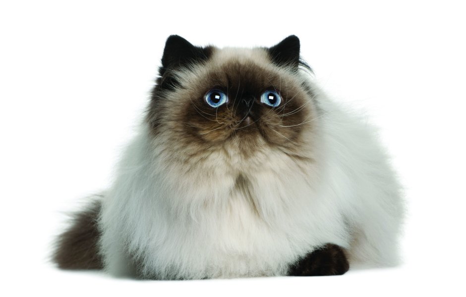 Гималайская кошка