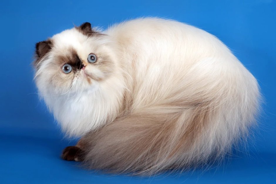 Невская гималайская Сиамская кошка
