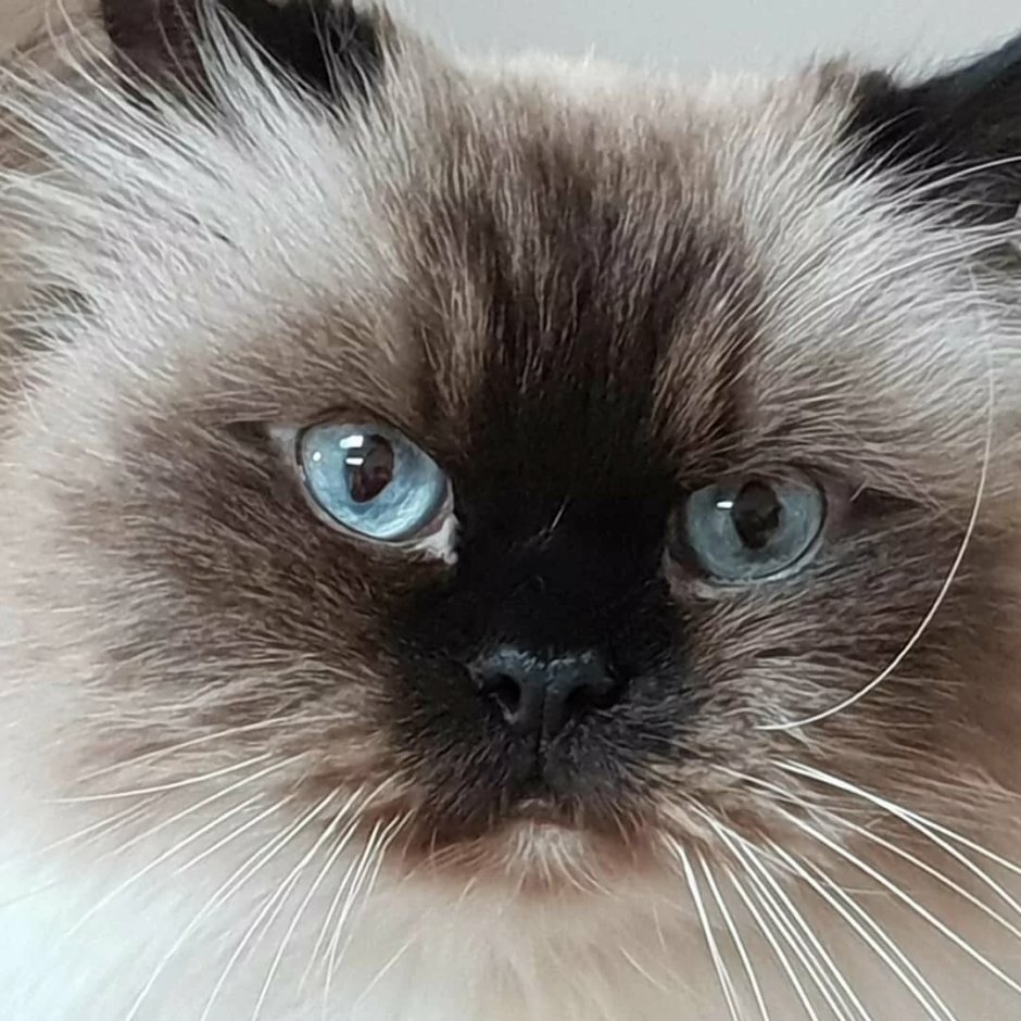 Гималайские сиамские кошки