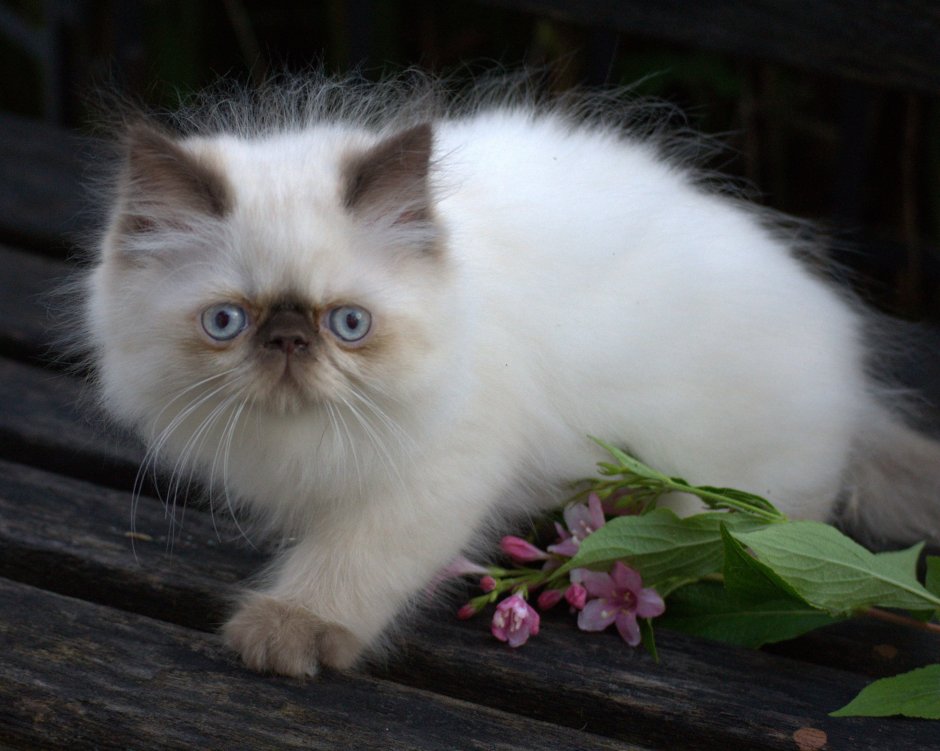 Гималайская кошка котенок