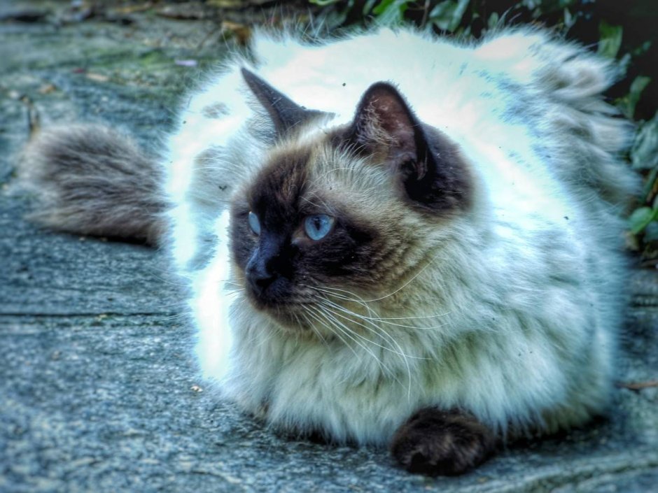 Невская гималайская Сиамская кошка