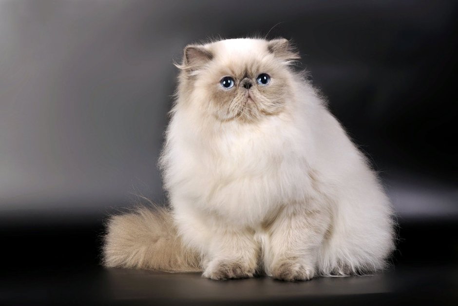 Гималайская Персидская кошка