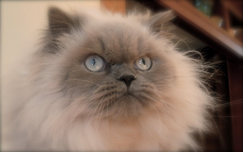 Гималайская Персидская кошка