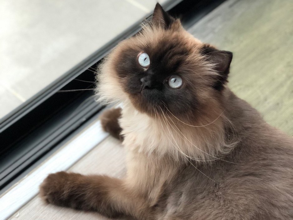 Himalayan Cat