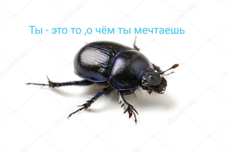 Жук навозник на белом фоне