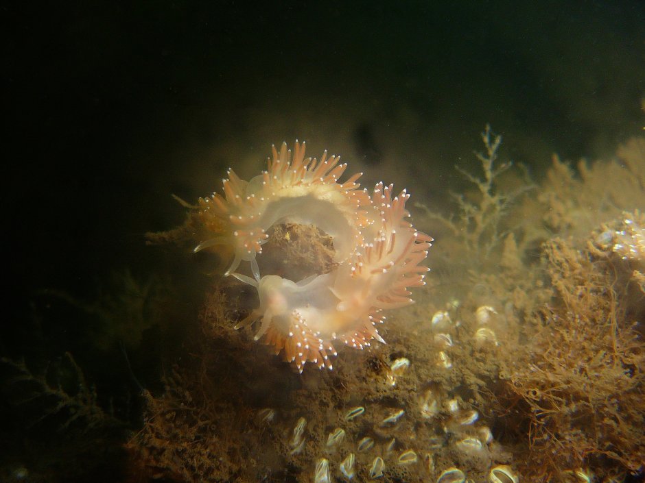 Обитатели Балтийского моря