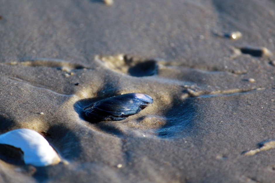 Моллюски Балтийского моря