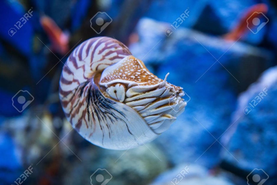 Наутилус моллюск