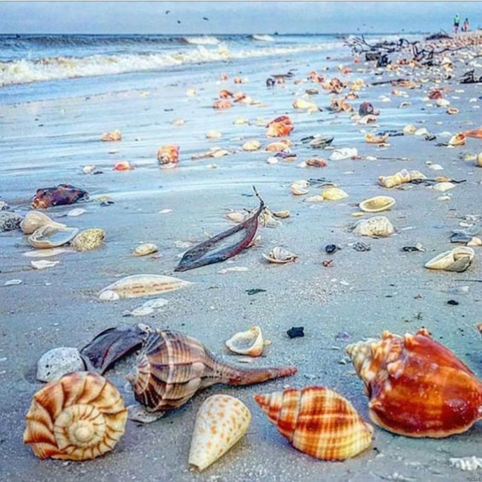 Ракушки на берегу моря