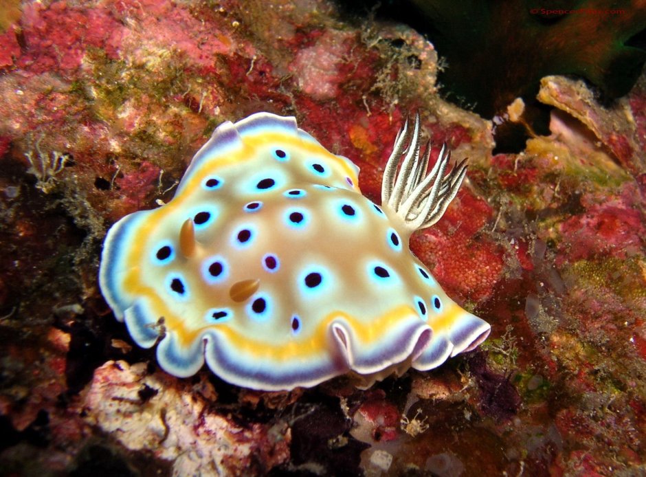 Голожаберные (Nudibranchia)