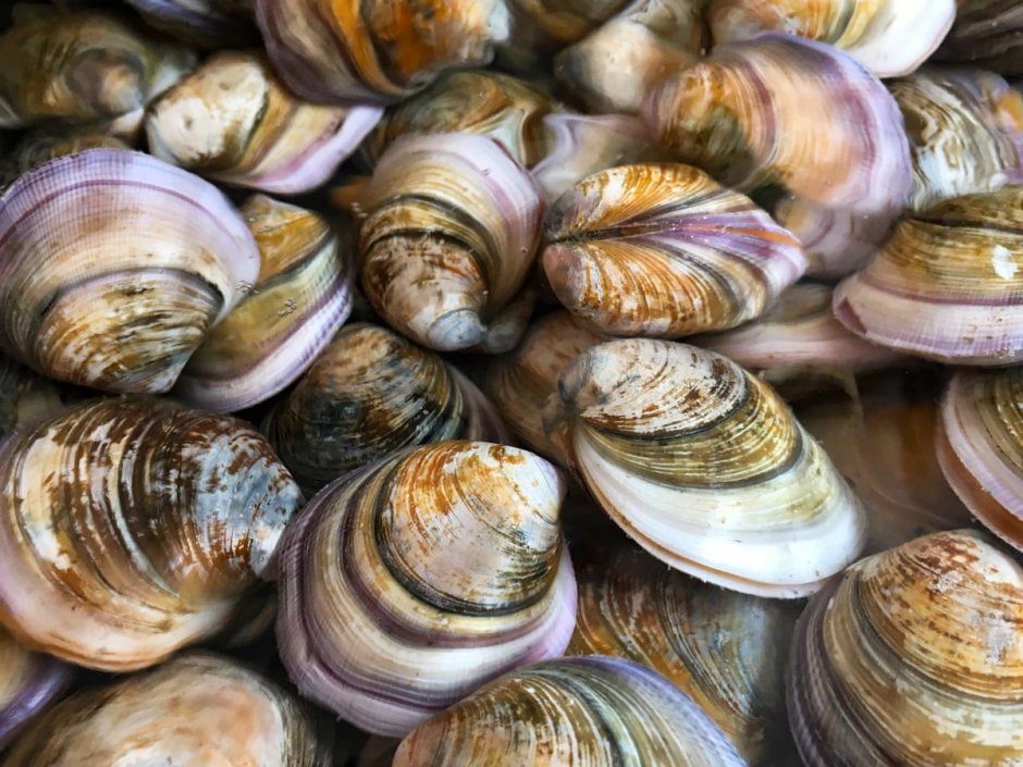 Вымершие моллюски метро