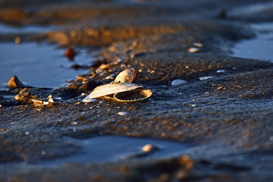 Макома Балтийская