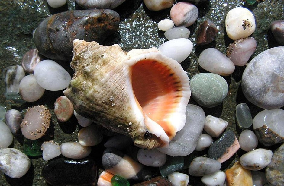 Рапан Сахалинский