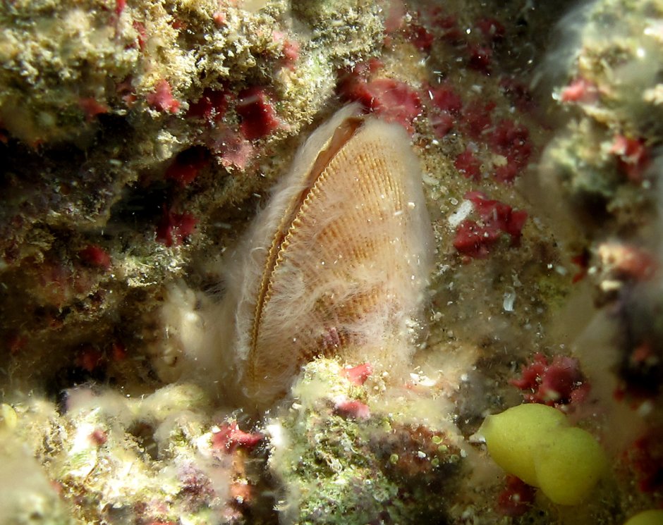 Морской грибок