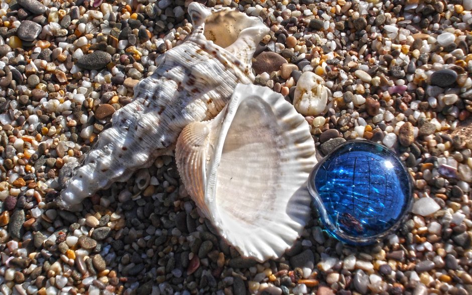 Раковины моллюсков черного моря