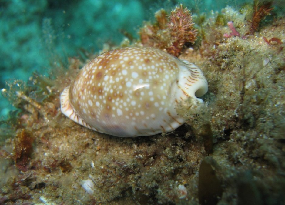 Брюхоногие моллюски Каури