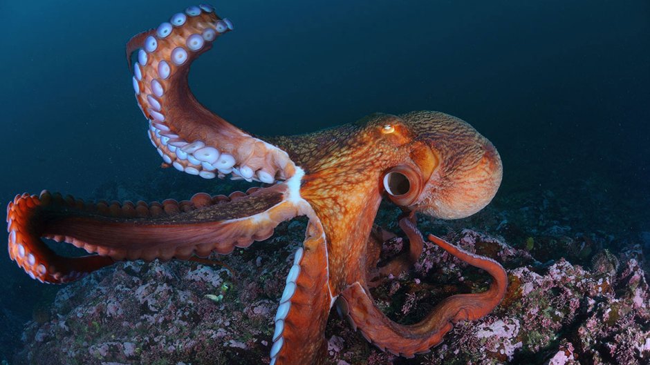 Морские головоногие моллюски