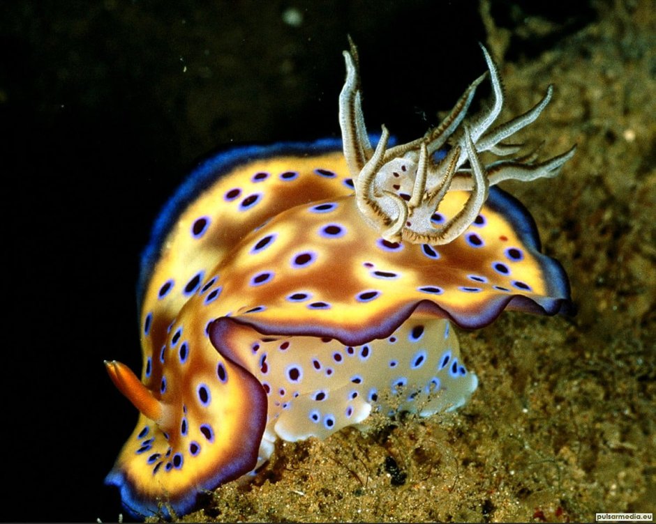 Моллюски балтийского моря