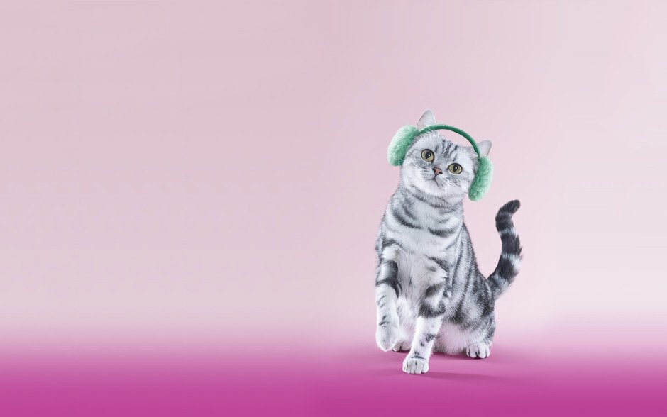 Интересные котики