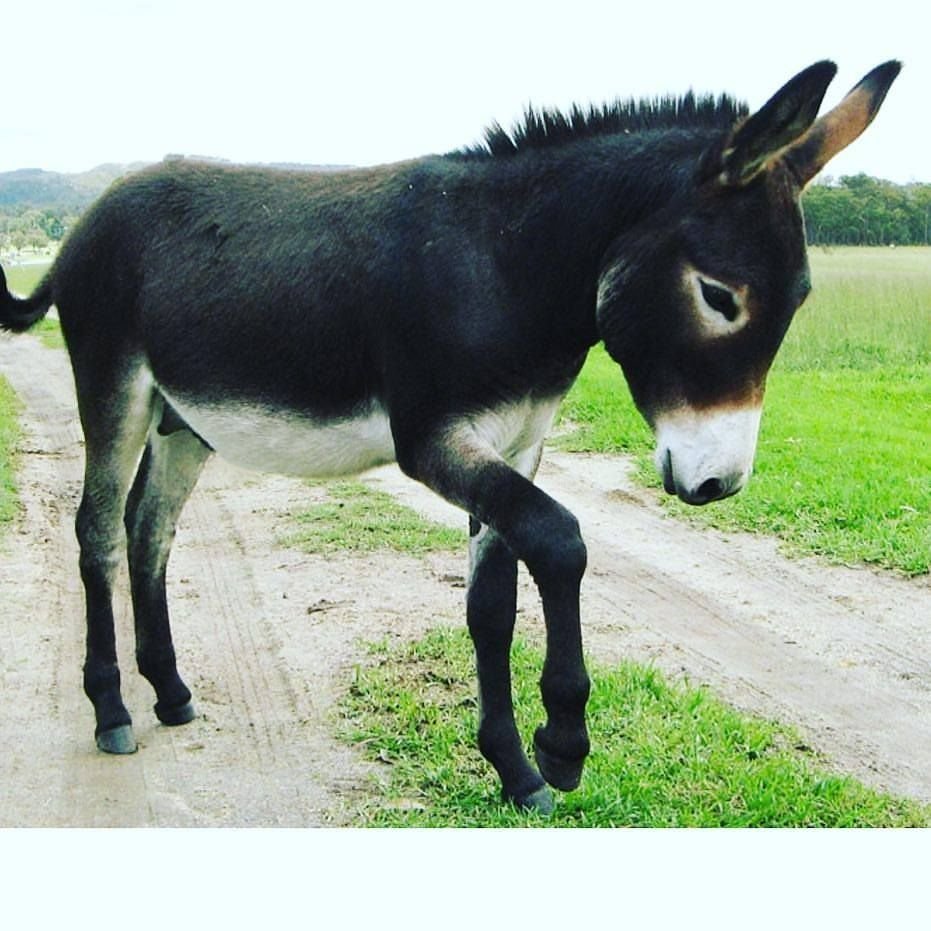 Ишак Бухарский