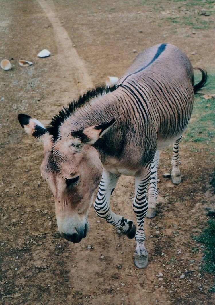 Американский мамонтовый осёл