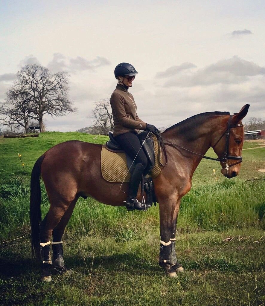 Мул в выездке