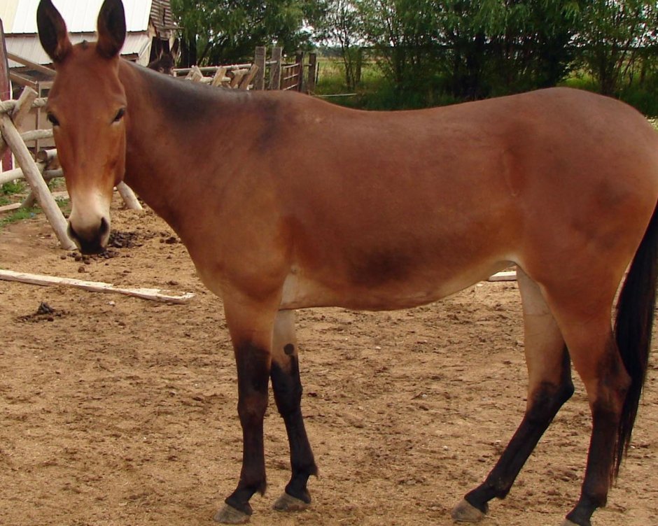 Мул (гибрид кобылицы и осла)