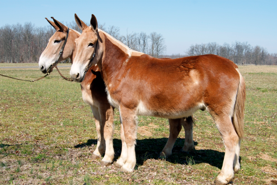 Мул и Лошак