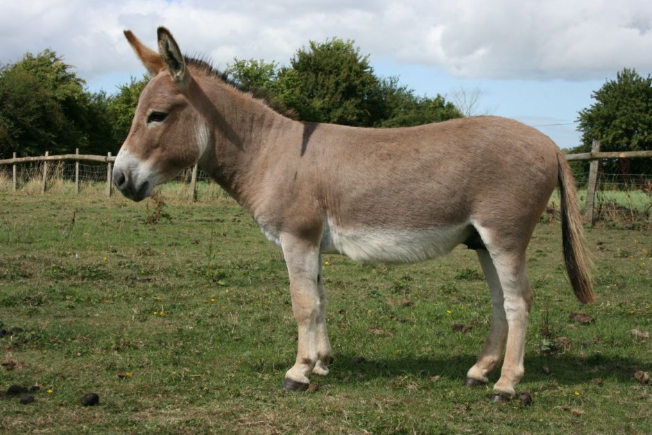 Лошак и ишак