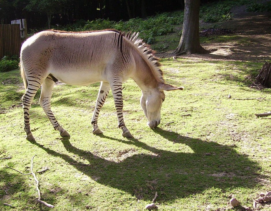 Зеброид гибрид