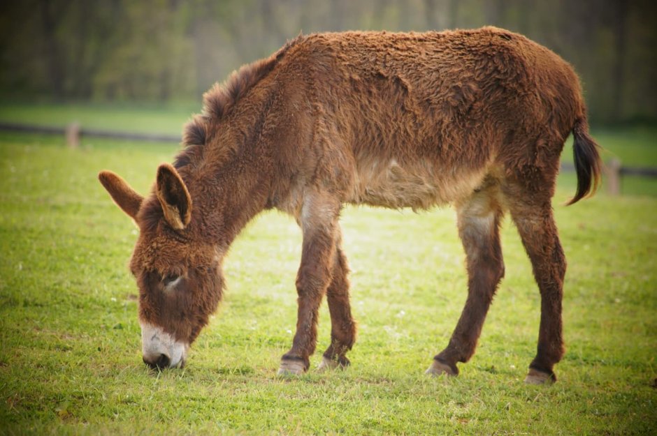 Ослы ишаки мулы