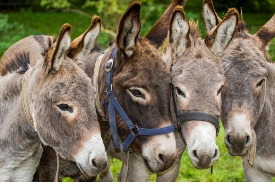 Сельскохозяйственные животные осел