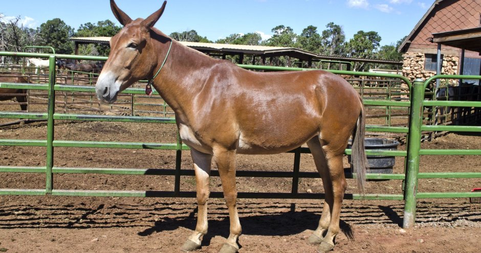 Лошак – гибрид лошади и осла