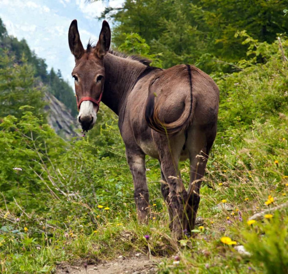 Лошак и ишак