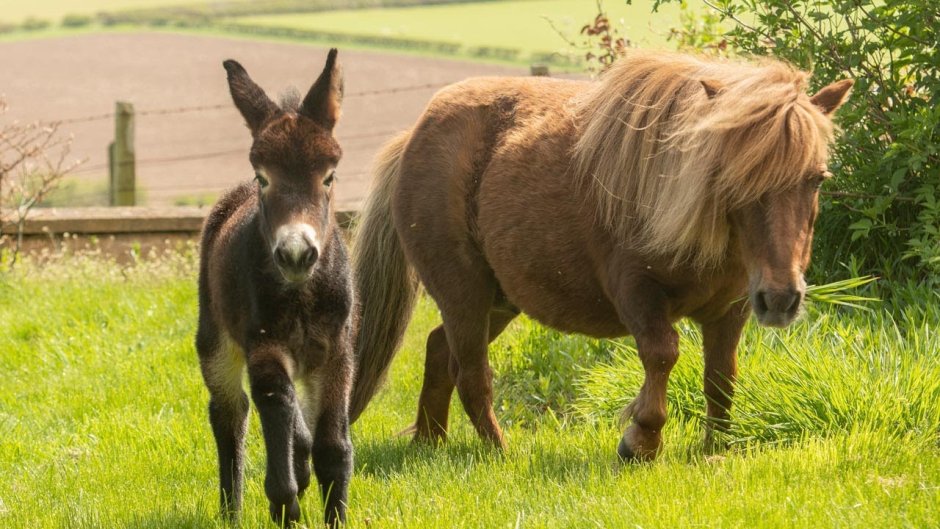 Пони и ослик