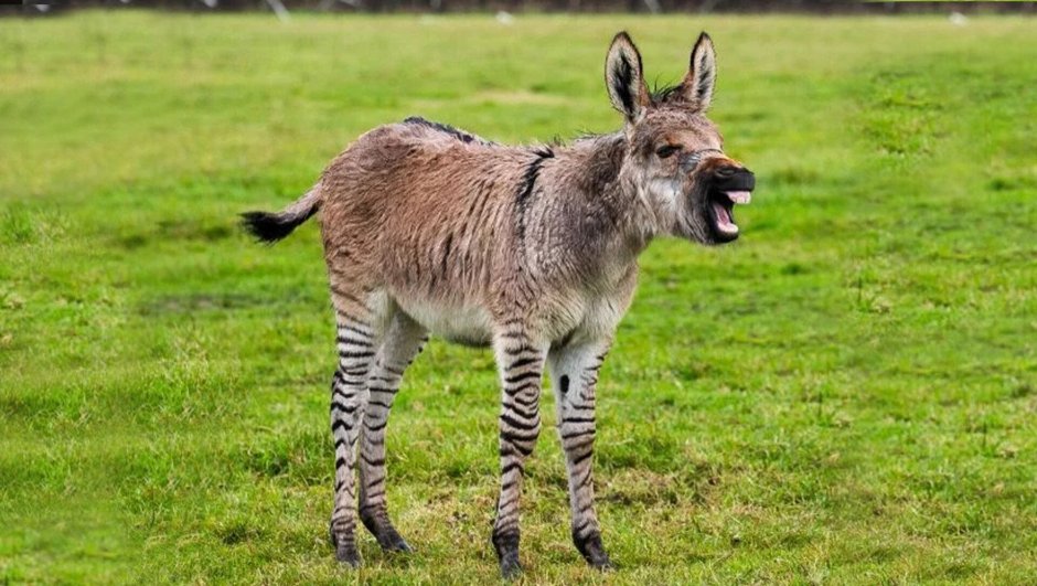Гибрид зебры и домашнего осла