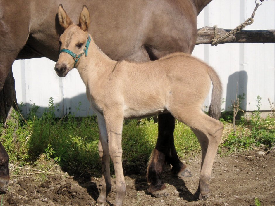 Мул и Лошак