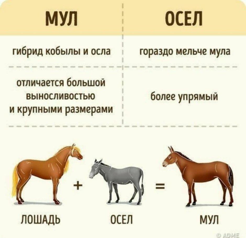 Мул и осел разница