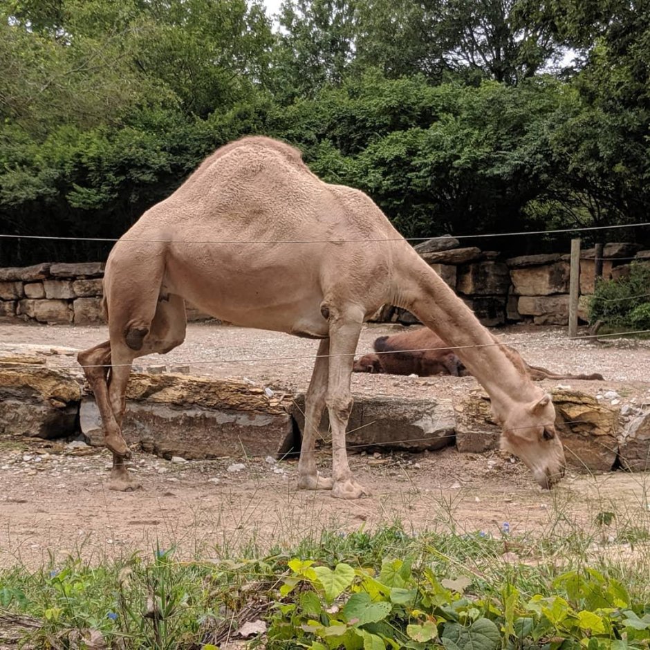 Нар верблюд гибрид