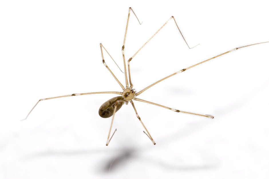 Сенокосцы пауки Pholcus phalangioides