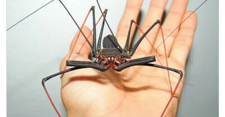 Паук из Гарри Поттера Фрин