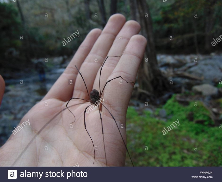 Сенокосцы паукообразные